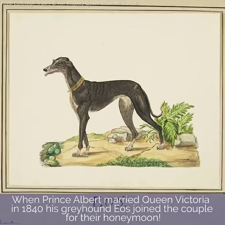 El video que publicó la corona británica para celebrar el Día Nacional del Perro - Fuente: Instagram