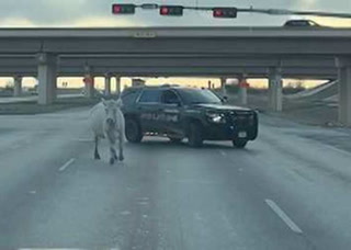 Una vaca fue vista escapando de la policía