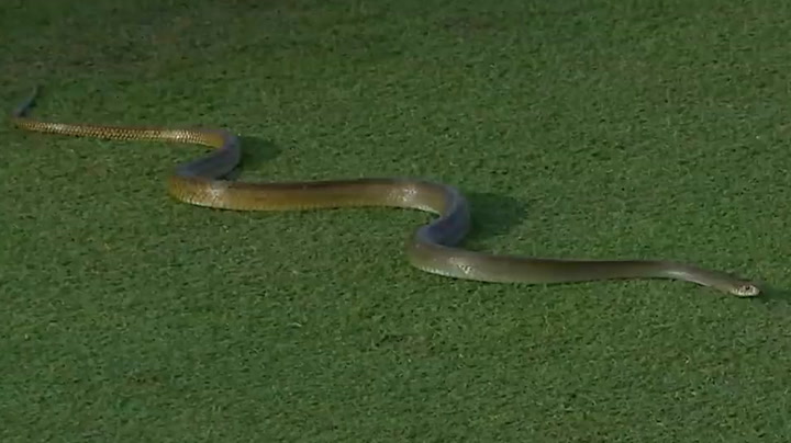 Snake slithers onto cricket pitch interrupting play in Sri Lanka
