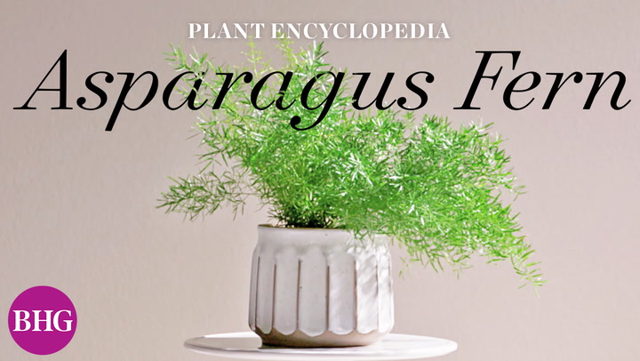 Prevent Asparagus Fern Escapes