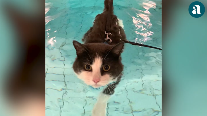 Katten Bonus simmade sig i form – se bilderna
