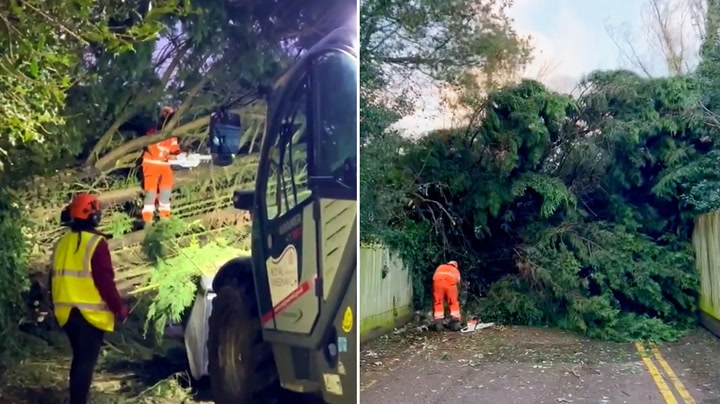 Fallen tree blocks path in London woods as Storm Henk brings strong winds to UK