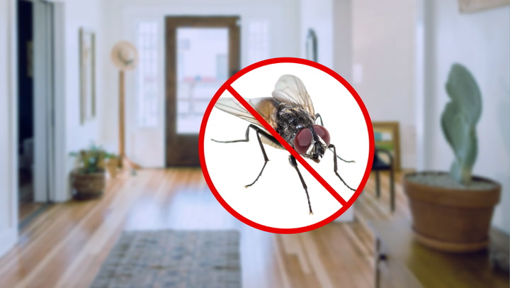 RETURN OF THE FLY! USE THIS HANDY HACK TO TRAP THEM