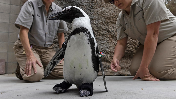 Happy Feet: Penguin fitted with orthopaedic footwear at San Diego Zoo