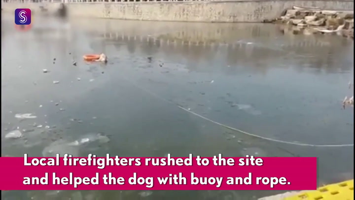 Un grupo de bomberos rescató a un perro a punt ode morir en un lago congelado -Fuente: Actualidad RT
