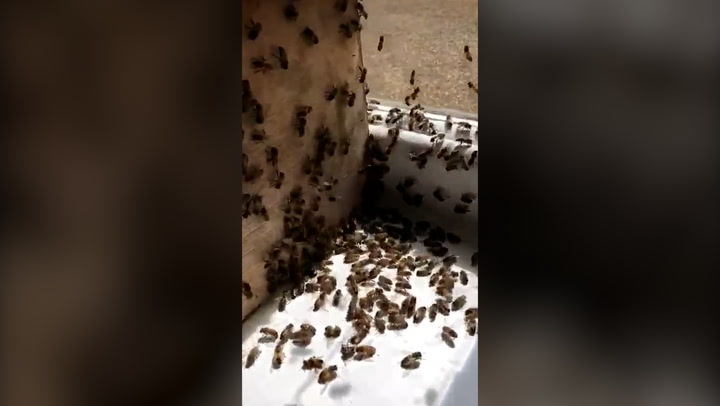 Swarm of bees invades Northampton police station