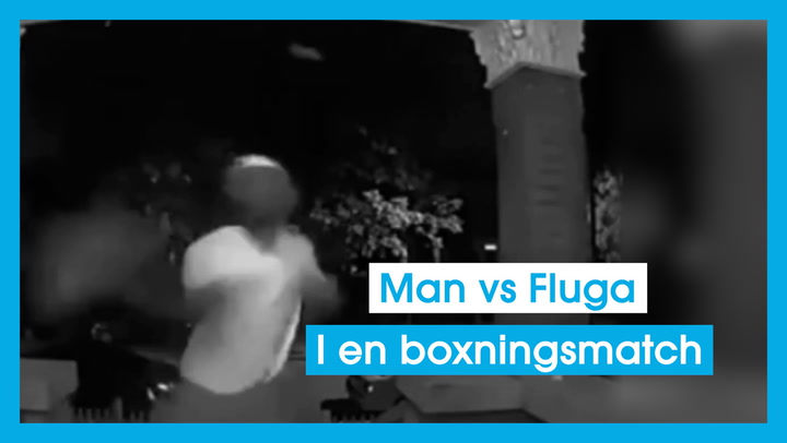 Man vs Fluga – I en boxningsmatch