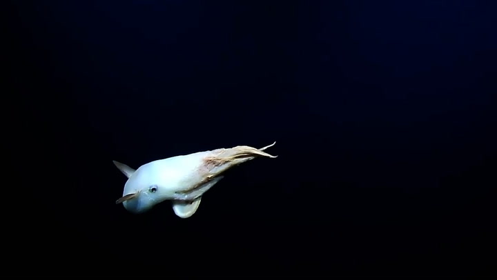 Rare dumbo octopus spotted in deep sea