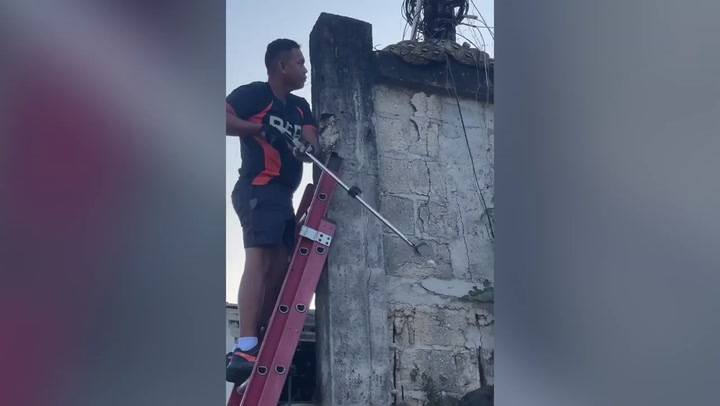 Firemen remove huge python coiled up on wall in the Philippines