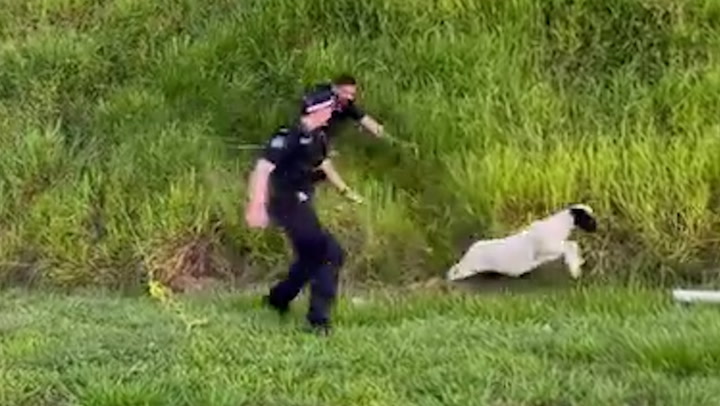 Police officer takes tumble in pursuit of sheep on side of motorway