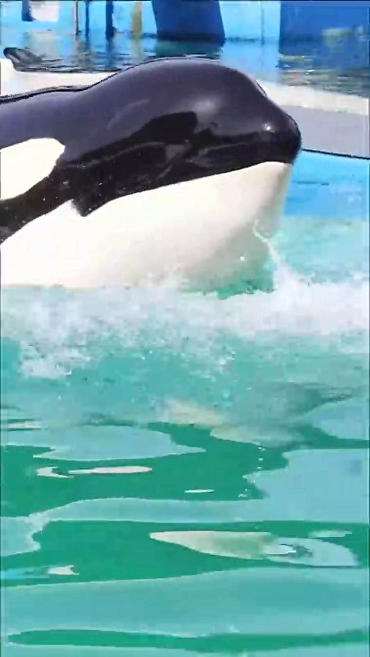 Toki, la dulce orca también conocida como Lolita, murió en cautiverio a los 56 años