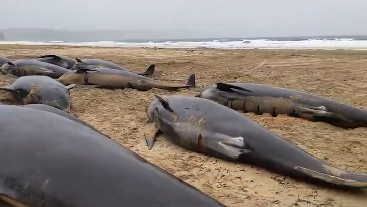 Pod of 55 whales found dead after mass stranding in Scotland