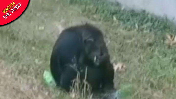 Chimpanzee cigarette at zoo yob throws it into enclosure World News - Mirror