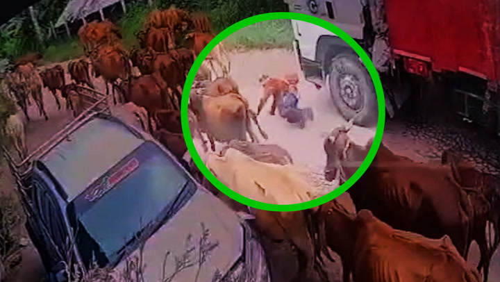 หนุ่มเลี้ยงวัวดวงถึงฆาต พลาดสะดุดขาวัวล้ม รถเก็บขยะทับดับคาถนน