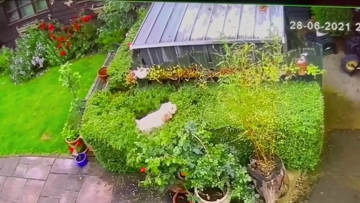Hilarious moment dog falls through garden hedge caught on CCTV