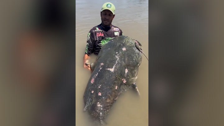 Giant 9ft 'monster' catfish caught in Italy by angler