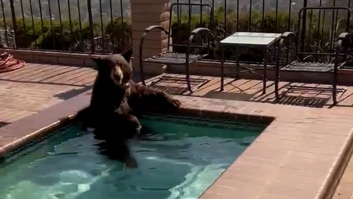 Bear caught taking dip in California swimming pool