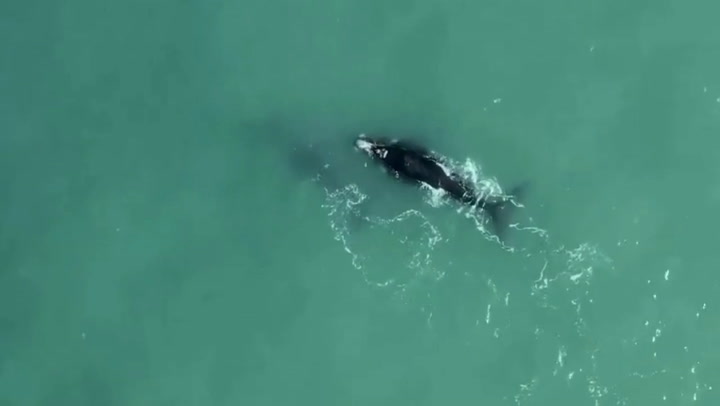 El raro avistaje de una pareja de ballenas francas en las playas de Mar del Plata