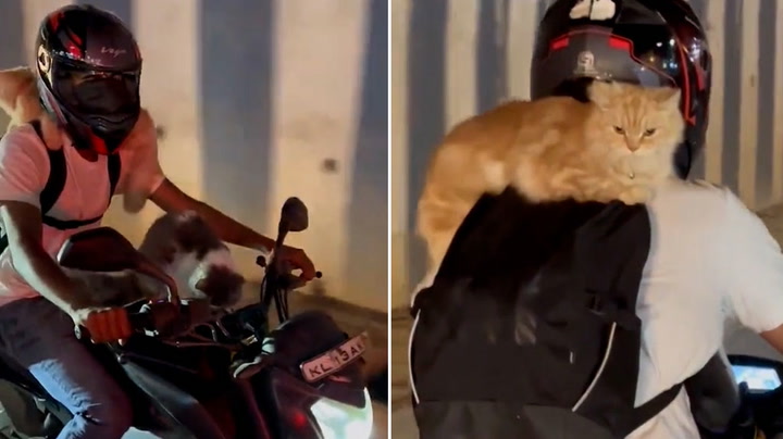 Two cats spotted enjoying motorcycle ride through Indian city