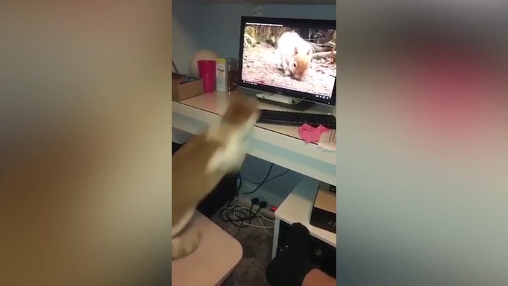 Cat launches itself at video of squirrel on computer screen