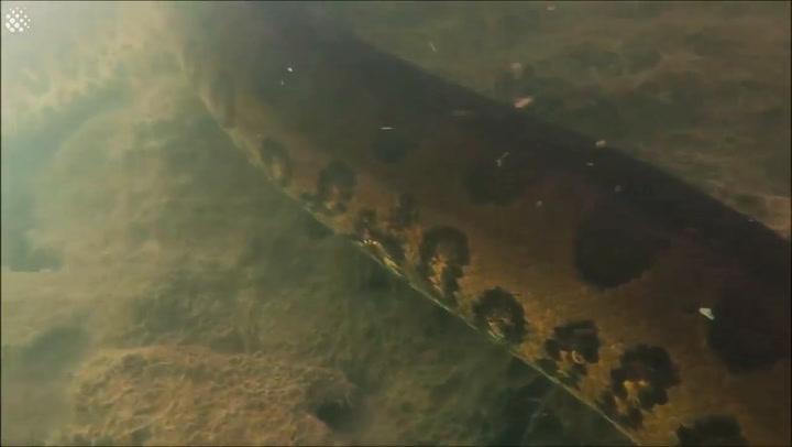 Las imágenes de una anaconda gigante que logró un buceador en un río de Brasil - Fuente: Youtube