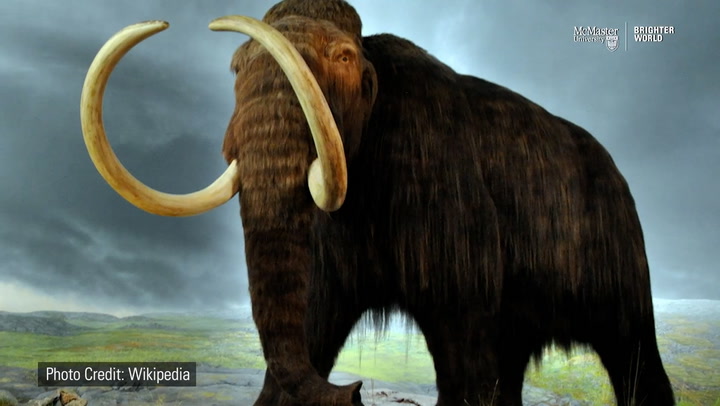 Woolly mammoths survived 'thousands of years longer' than originally thought, study finds