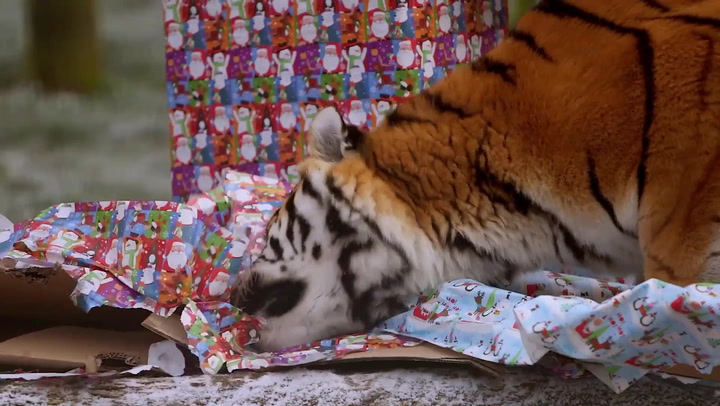 Tiger brothers open Christmas gift boxes at Whipsnade Zoo_Original Video_m205722.mp4