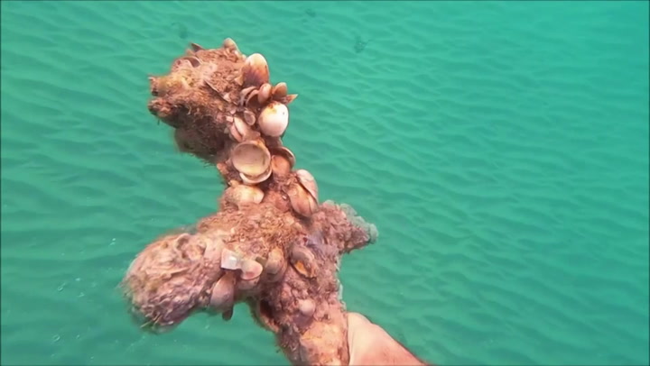 Diver discovers 900-year-old Crusader sword off coast of Israel
