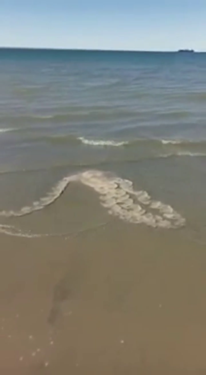 Alerta en Puerto Madryn por la llegada de medusas gigantes con 'brazos' de más de 4 metros de largo