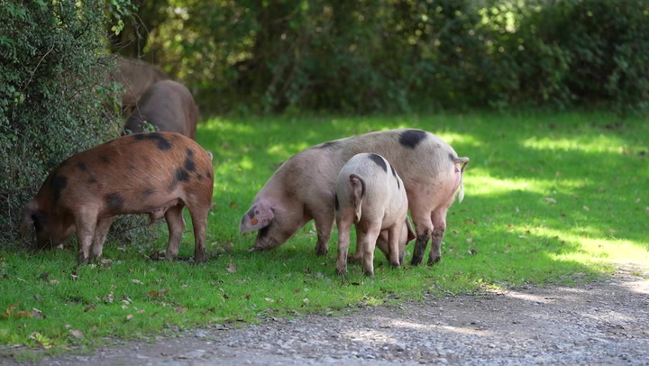 New Forest pigs feast on acorns in centuries-old tradition