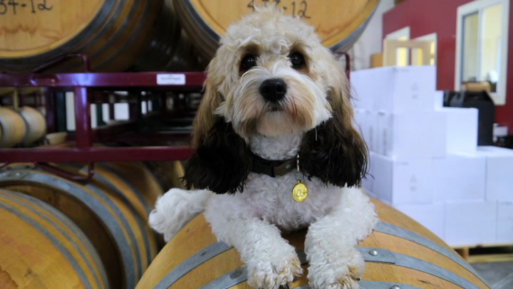 Video Contest 2014, 2nd Place: I'm a Winery Dog