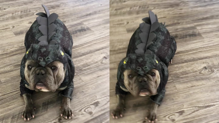 Adorable French Bulldog wears dinosaur costume for Halloween