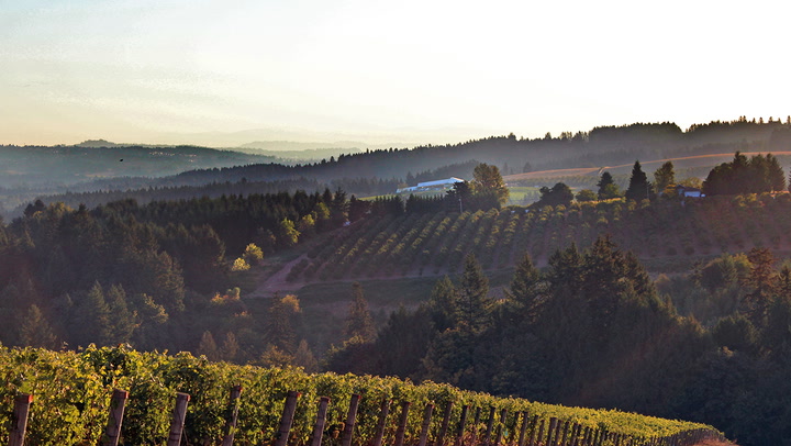 Explore Oregon's Top Whites: Pinot Gris & Chardonnay with Ponzi Vineyards
