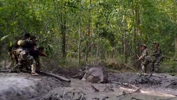 Wildlife officers help baby elephant stuck in mud