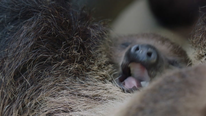 El Zoo de San Diego presenta al nuevo integrante de la familia: un bebé perezoso
