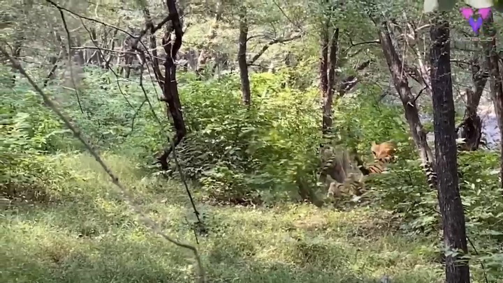 Dos tigres de Bengala se cruzan en una pelea brutal frente a un grupo de turistas - Fuente: Youtube