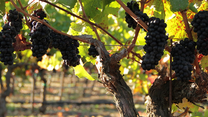 Pinot Pairing Strategies: Complement or Contrast 