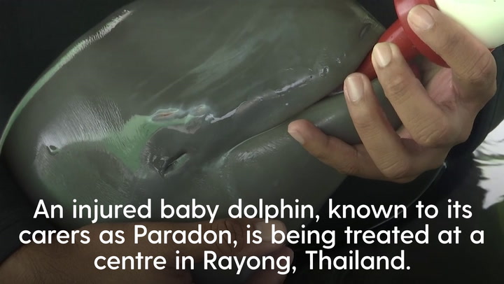 Baby dolphin nursed back to health by veterinary team
