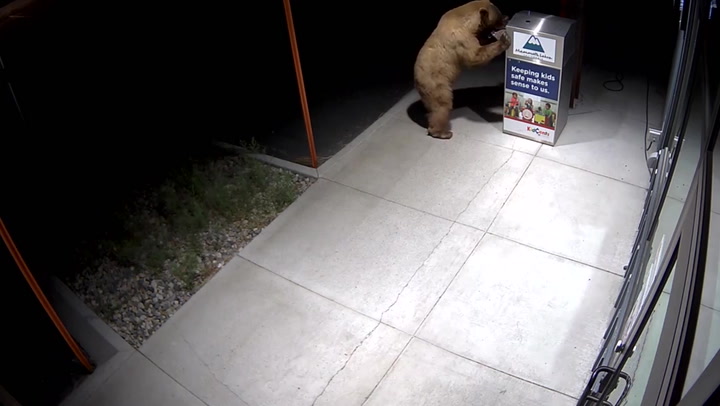 Mischievous bear breaks into medication bin in Californian town