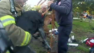Firefighters rescue and give CPR to two dogs pulled from burning house