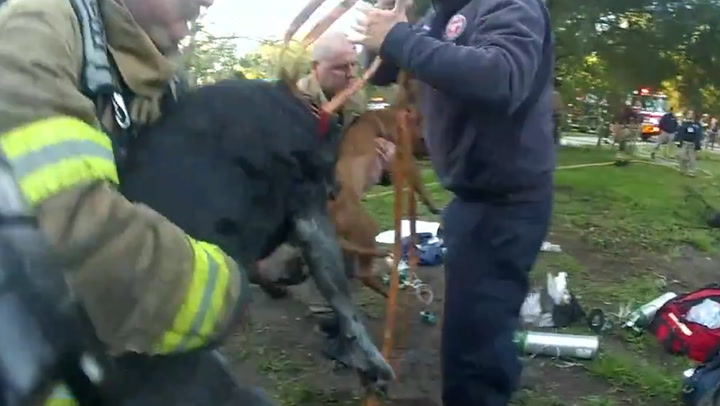 Firefighters perform CPR on two unresponsive dogs pulled from burning Florida house