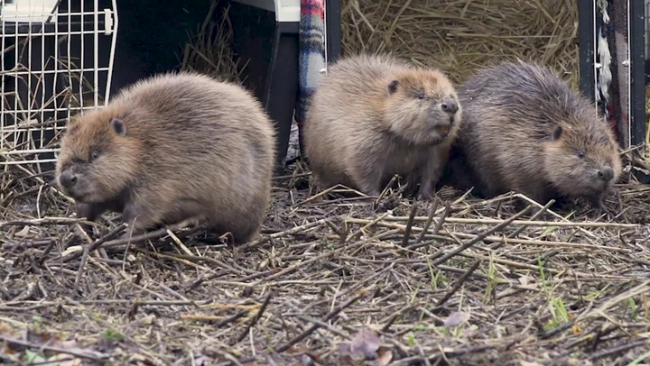 Family of beavers successfully moved to Loch Lomond as part of species' return to Scotland