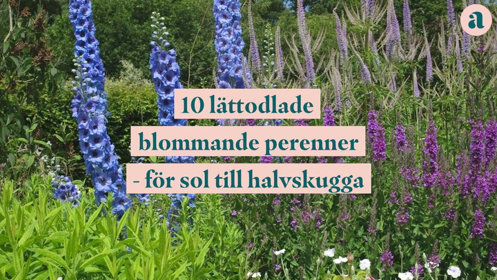 Se även: 10 lättodlade blommande perenner - för sol till halvskugga