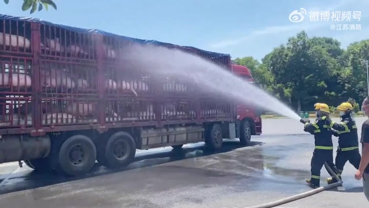 Firefighters hose down truck full of pigs during record-breaking heatwave