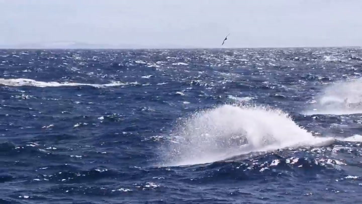 El feroz ataque de un grupo de orcas hambirentas a una ballena azul