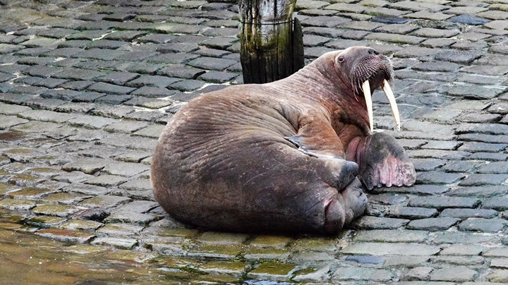 'Thor' the walrus spotted in Scarborough harbour on return to UK coast
