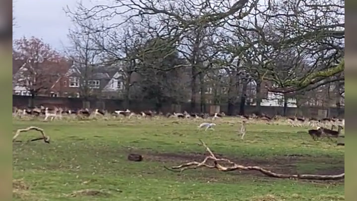 Dog chases frightened deer in London park as owner charged three times for offence