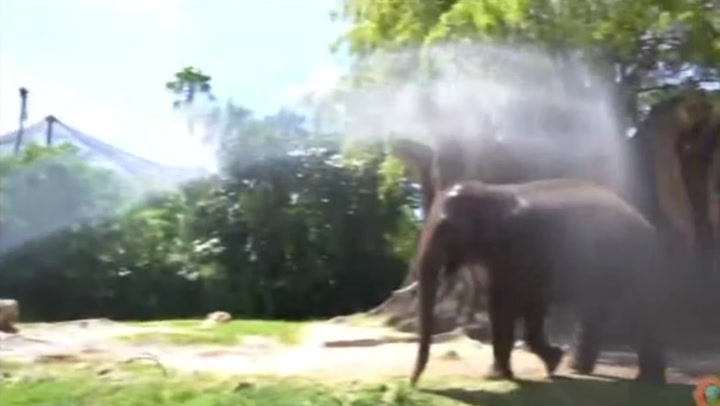 Elephant cools off with firefighter's hose