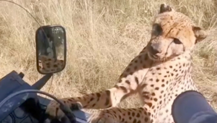 Hungry cheetah hops on tourist vehicle, terrifying passengers