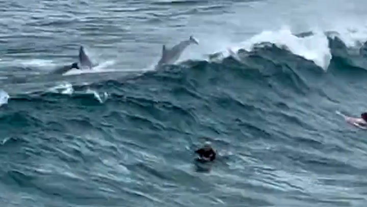 Dolphins seen riding the waves alongside surfers on Sydney beach